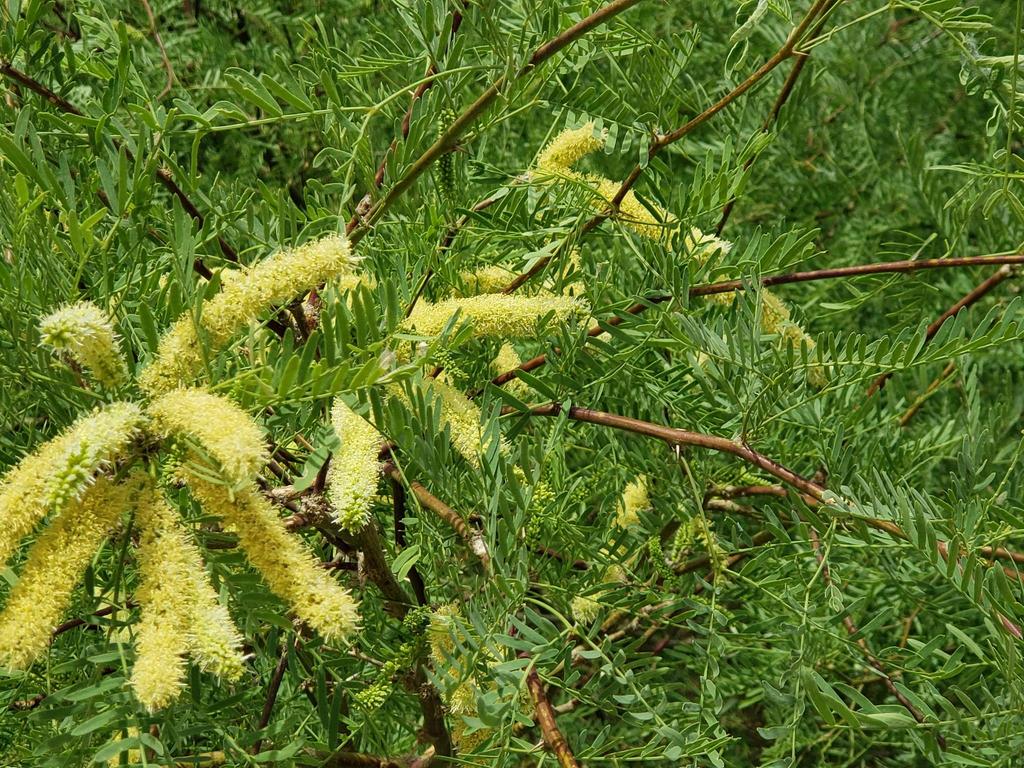 mesquites