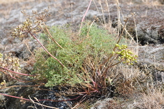 Lomatium papilioniferum