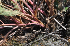 Lomatium papilioniferum