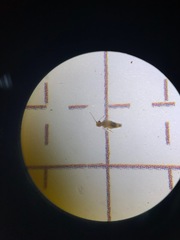 Epipsocidae