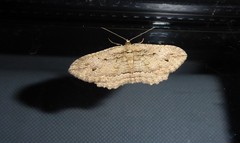 Austrocidaria gobiata