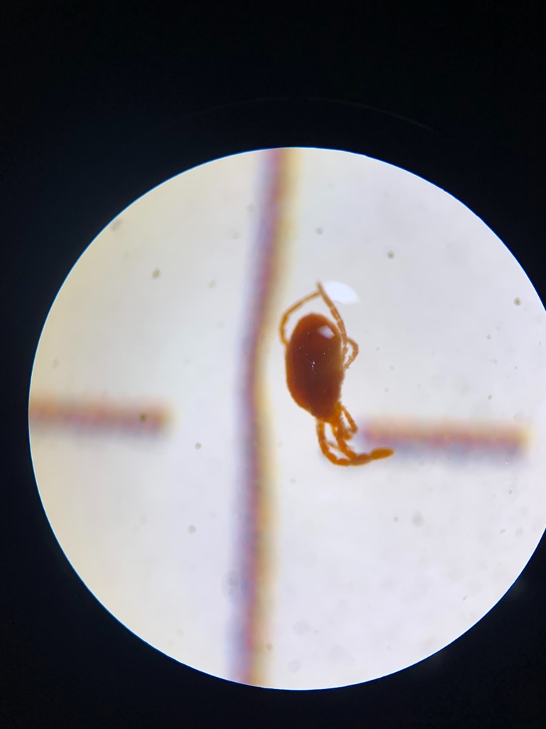 Pygmephoridae