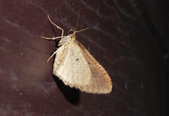 Austrocidaria gobiata