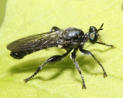 Laphria sicula