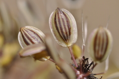 Lomatium papilioniferum