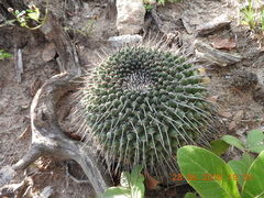 Mammillaria orcuttii