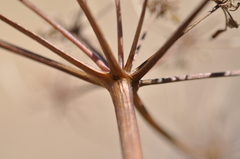 Lomatium papilioniferum
