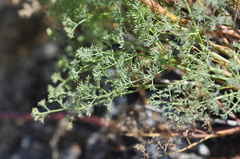Lomatium papilioniferum