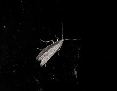 Bactra noteraula