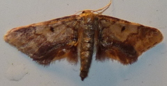 Idaea furciferata