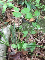 Carex ignota