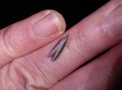 Bactra noteraula