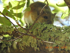 Peromyscus pectoralis