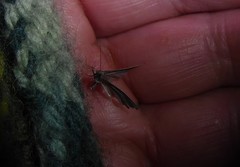 Bactra noteraula