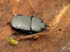Hololepta aequalis