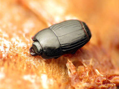 Platysoma leconti