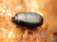 Platysoma