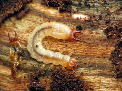 Dendroides canadensis