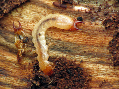 Dendroides canadensis