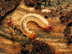 Dendroides canadensis