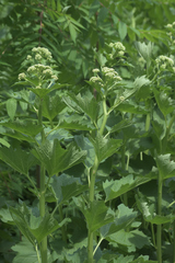 Arnoglossum reniforme