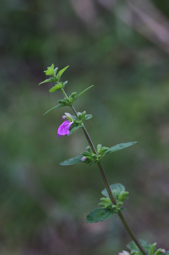 Anisomeles inodora