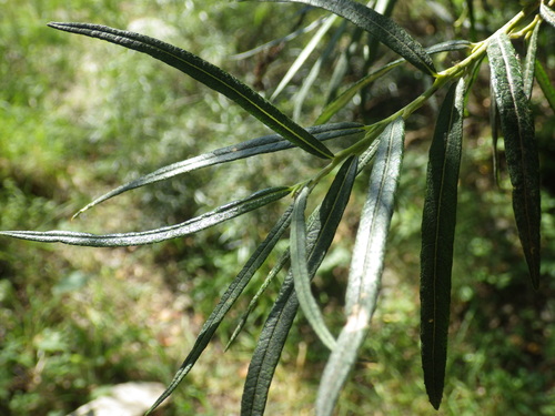 Image of Salix eleagnos by (c) Pere Barnola, some rights reserved (CC BY-SA)