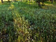 Perideridia parishii