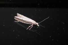 Bactra noteraula