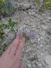 Penstemon eriantherus