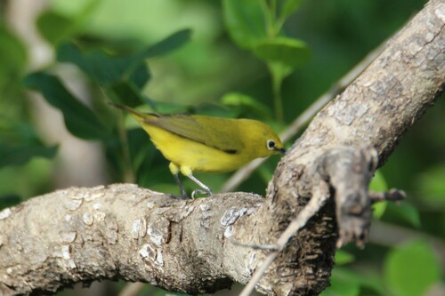 Northern Yellow White-eye