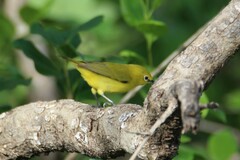 African Yellow White-Eye photo 3