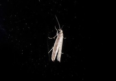 Bactra noteraula