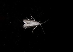 Bactra noteraula
