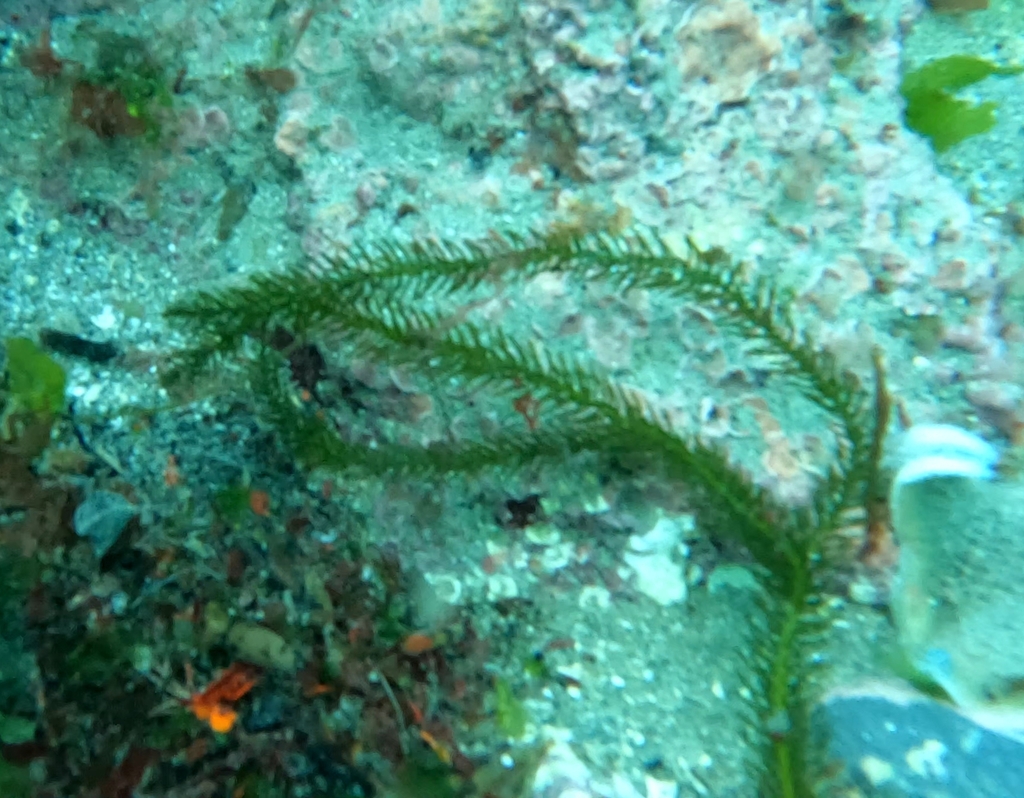 Sea Rimu from Island Bay, Wellington 6023, New Zealand on January 28 ...
