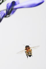 Apis mellifera
