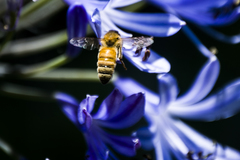 Apis mellifera