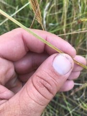 Carex serratodens
