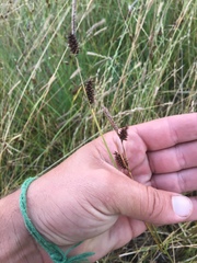Carex serratodens