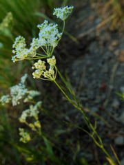 Perideridia parishii