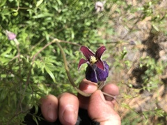 Clematis hirsutissima