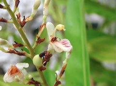 Alpinia galanga