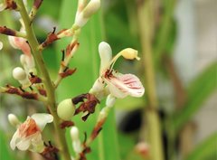 Alpinia galanga