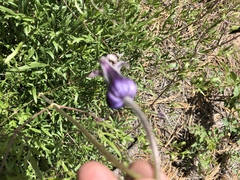 Clematis hirsutissima