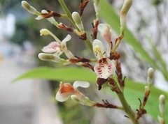 Alpinia galanga