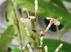 Alpinia galanga