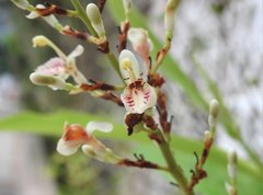 Alpinia galanga
