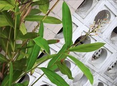 Alpinia galanga