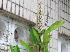 Alpinia galanga