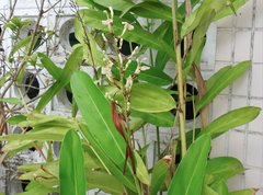 Alpinia galanga